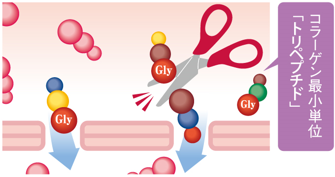 コラーゲン説明